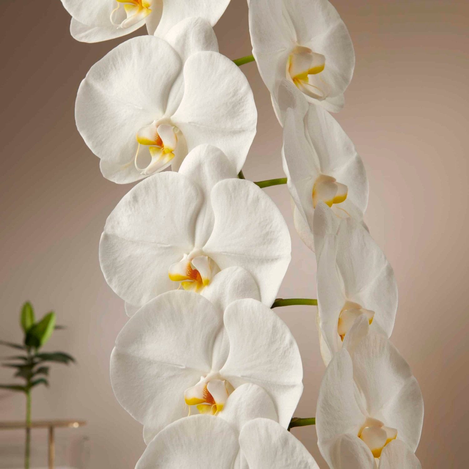 White Orchid, Formidablo bouquet by Daily Flowers