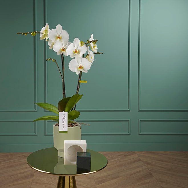 White orchid Maistro Beethoven Daily Flowers