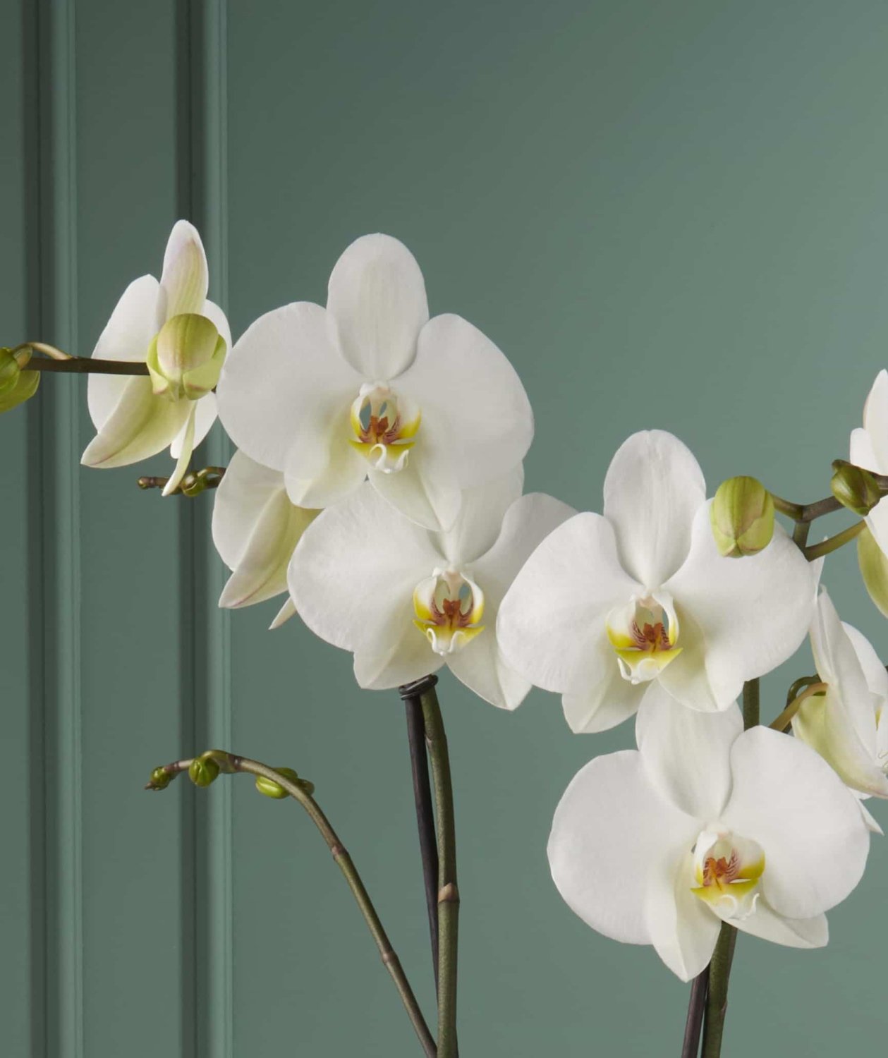 White orchid Maistro Beethoven close-up Daily Flowers
