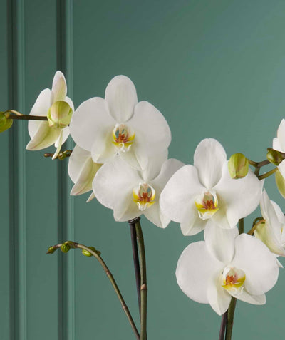 White orchid Maistro Beethoven close-up Daily Flowers