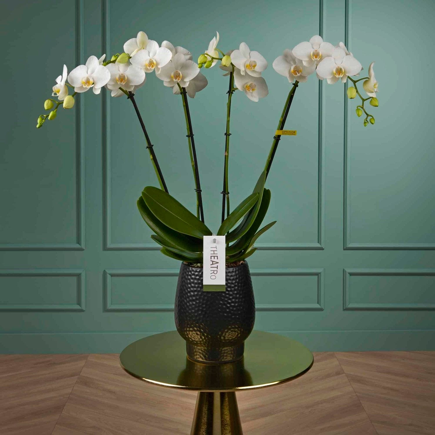 White orchid Theatro Jazz Daily Flowers