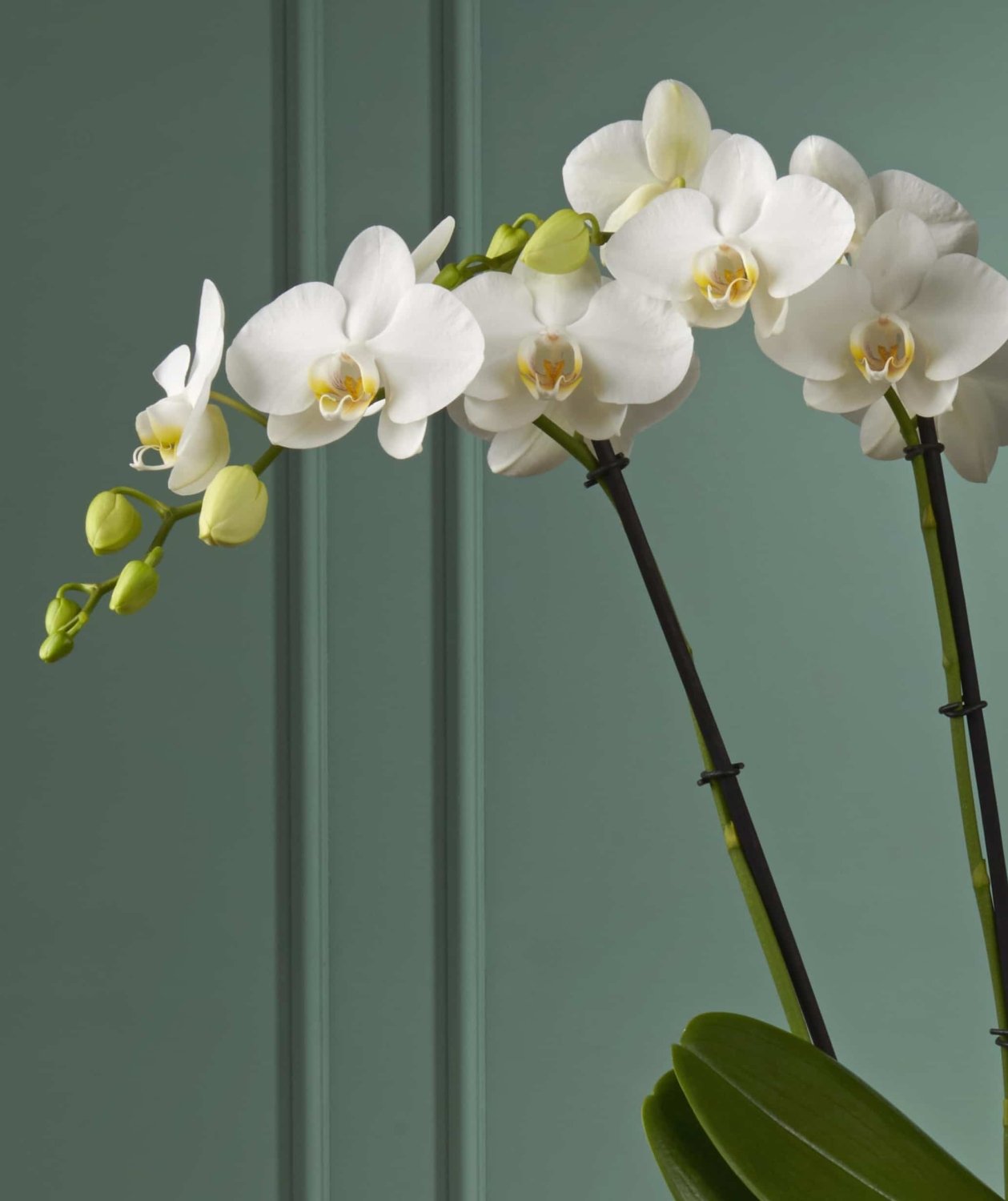 White orchid Theatro Jazz close-up Daily Flowers