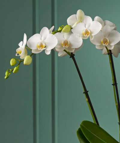 White orchid Theatro Jazz close-up Daily Flowers