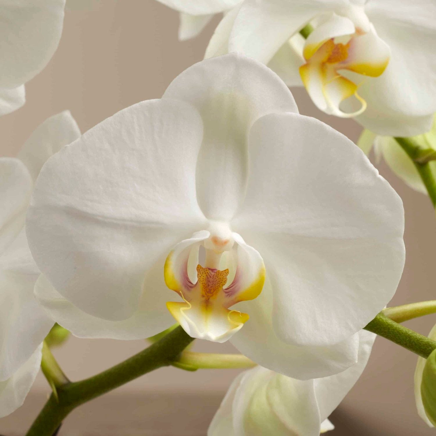 White orchid Theatro pot plant close-up