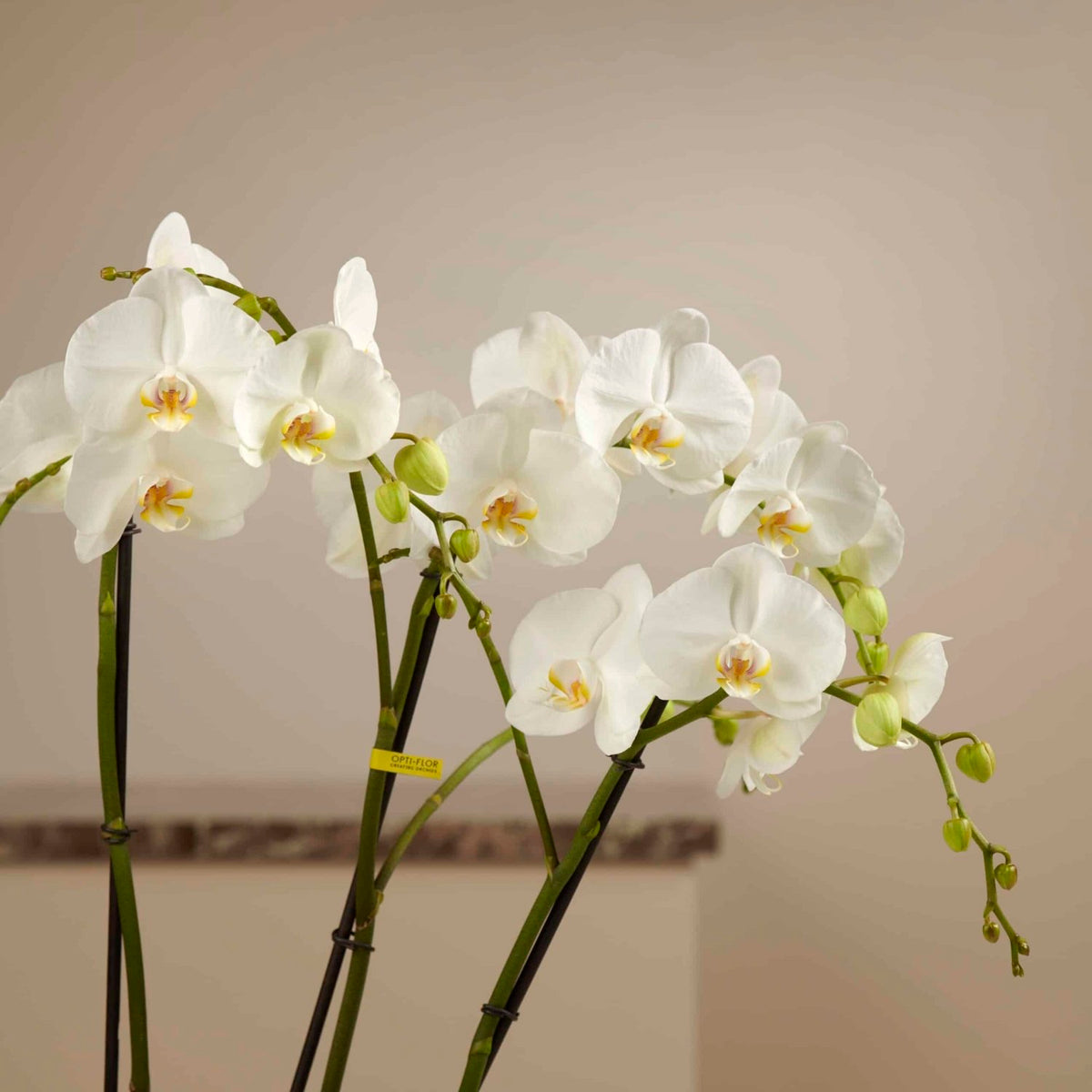 White orchid Theatro arrangement detail