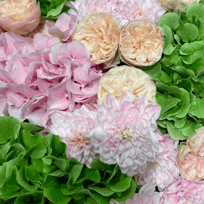 A close-up of assorted pink and cream garden roses and chrysanthemums, surrounded by clusters of bright green leaves, captures the elegance of the Wicked Blush arrangement by Daily Flowers.