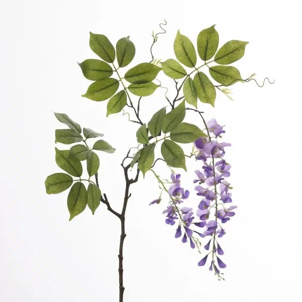 Wisteria purple close-up Daily Flowers
