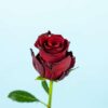 Red Ecuador rose