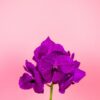 Purple vanda flower