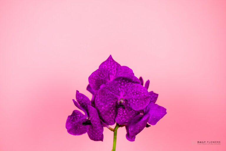 Purple vanda flower