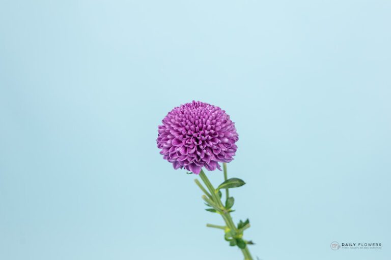purple chrysanthemum