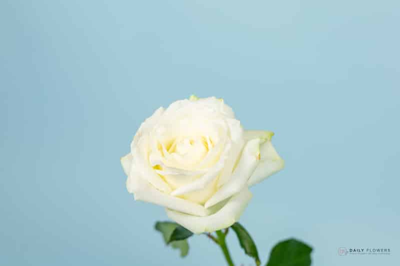 The white rose and her meaning