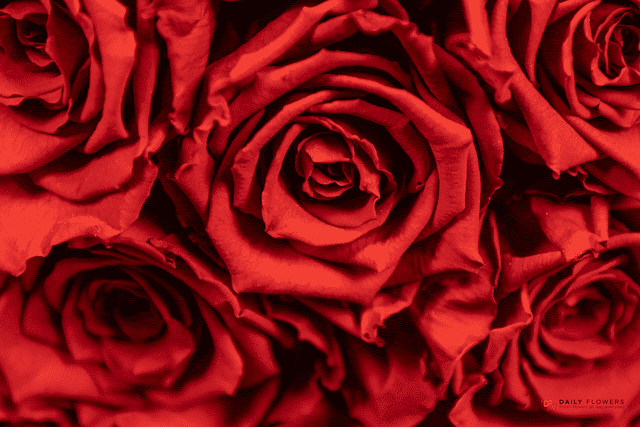 Red preserved roses Close up