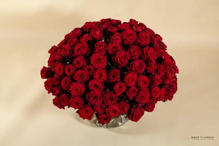 Big bouquet of 100 red roses